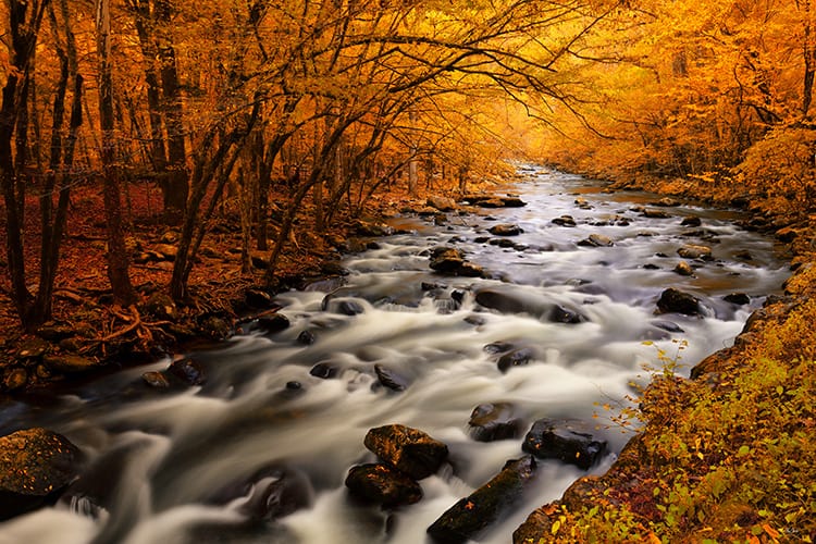 Peak autumn foliage along the Little River in the Great Smoky Mountains National Park